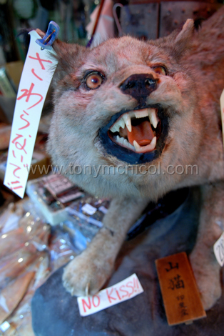 stuffed-wildcat