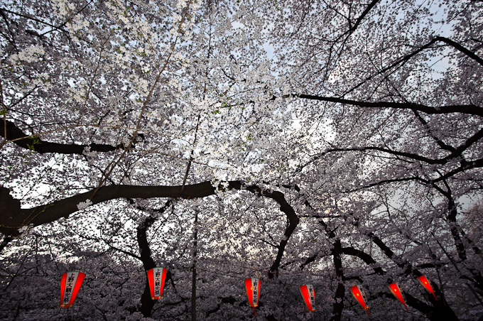 20Hanami 03APR10_DSC4788