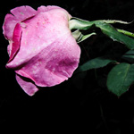 DSC5629