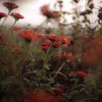 _DSC0933